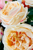 Set of 6 Real Touch Austin Rose Stems