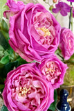 Set of 6 Real Touch Austin Rose Stems