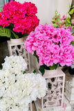 Pink Hydrangeas - Set of 6