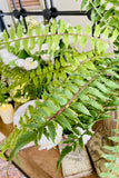 24'' Fern Bush
