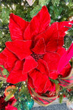 Grand Red Velvet Poinsettia
