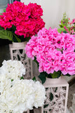 Pink Hydrangeas - Set of 6