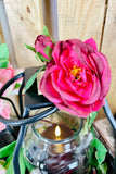 Deep Pink Austin Roses, Set of 4