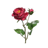 Deep Pink Austin Roses, Set of 4
