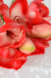Real Touch Red Amaryllis Bundles, Set of 2