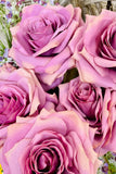 Velvet Pink Rose Blooms, Set of 6