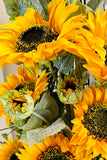 Set of 4 Sunflower Stems
